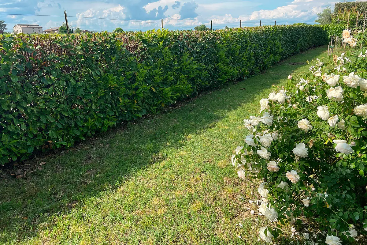 Hai un giardino condominiale? Ecco quanto incide davvero sulle spese comuni