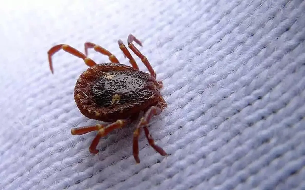 Perché compaiono gli acari in casa? Ecco l’errore comune che stai commettendo